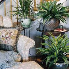 House Plants Keep Your Home Air Clean