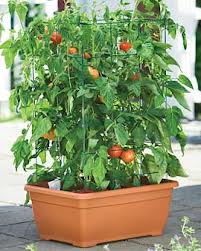 Tips for Growing Tomatoes in Containers