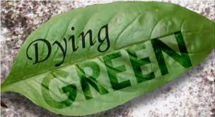 Is Your Lifestyle Green?