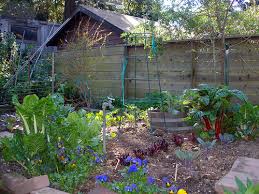 How to Grow Your Own Food With Backyard Gardening
